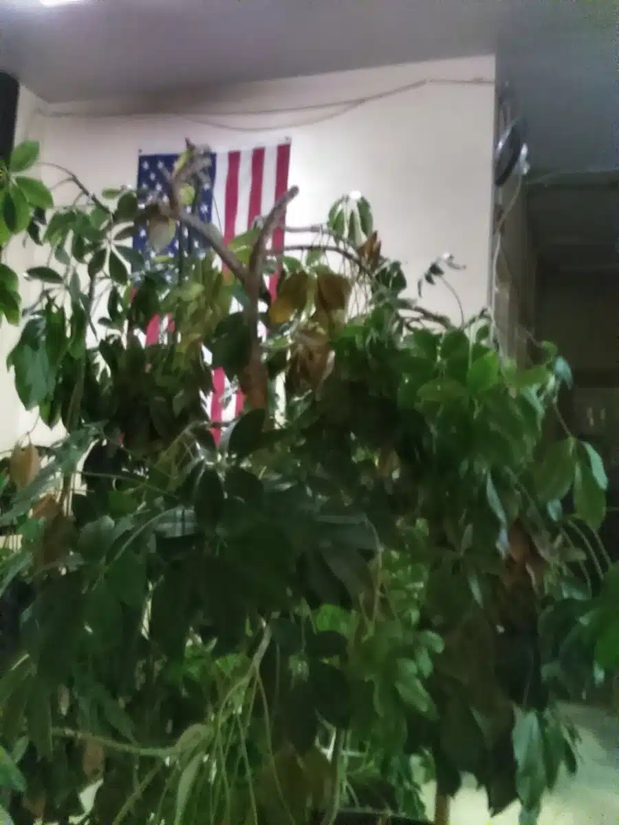 Self Help Addiction Rehab (SHAR) - Preview